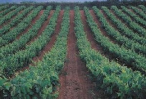 Viñedos vino agricultura campo Córdoba 