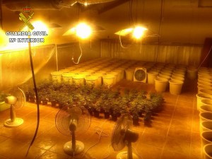 Plantación de marihuana incautada en La Rambla. 