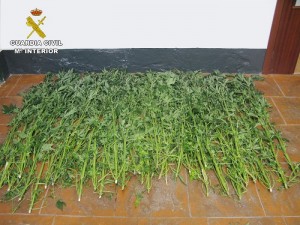 Plantas-incautadas-en-Priego-de-Córdoba