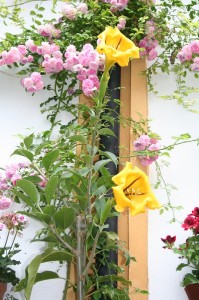 Solandra. Foto. P.Monterroso. En Chaparro, 3