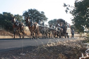 Camino de El Rocío. 