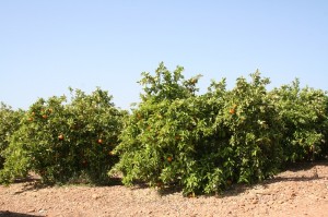 Campo de naranjas en Córdoba