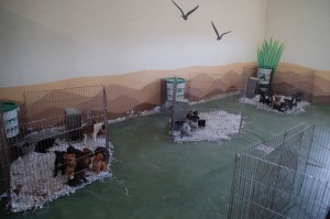 estacia de perros ceca