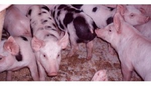 explotacion porcina subvenciones junta de andalucia ayudas convocatoria 2014