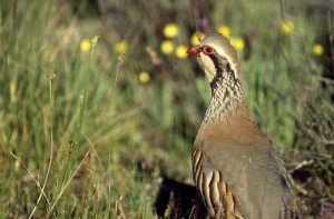 perdiz roja