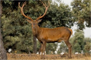 ciervo