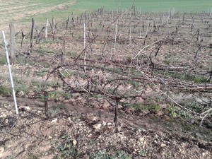 Imagen del campo que trabajan los dos jóvenes en su experiencia en