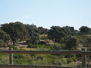 Camino Rural Campiña Sur