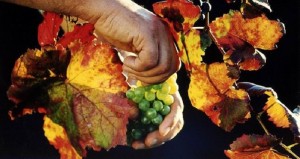 Fiesta de la vendimia Montilla