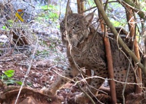 Lince Ibérico atrapado por el lazo. 