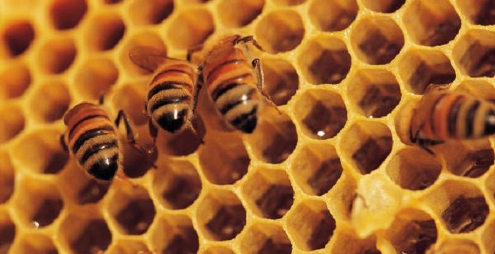 El Consorcio de Bomberos ha llevado a cabo diez cursos para enseñar a sus efectivos cómo actuar con las abejas El Consorcio de Bomberos ha llevado a cabo diez cursos para enseñar a sus efectivos cómo actuar con las abejas