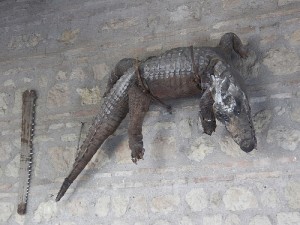Caimán del Santuario de la Fuensanta.