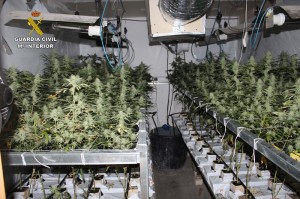 desmantelada una plantación indoor de marihuana en Córdoba 2