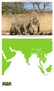 Imagen de la elefanta Flavia y del mapa de la zona donde procede/ www.zoo.cordoba.es