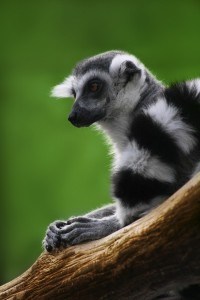Imagen de un lemur/ www.wikipedia.org