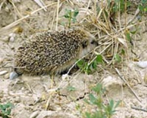El erizo es muy habitual en la Campiña. 