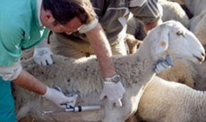 Veterinario vacunando a una oveja. / Foto: Blog Caminete de Luna. 