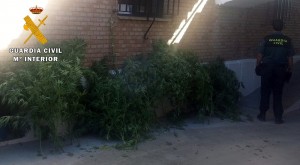 Plantación de marihuana incautada en Hornachuelos. 