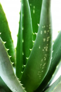 Aloe vera.