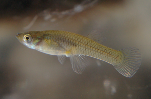 Gambusia. / Foto: wikipedia. 