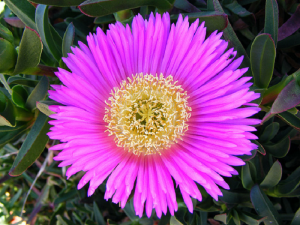 Uña de león. / Foto: www.flickr.com