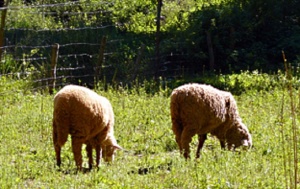 Feria Faga 2015 en Fuente Obejuna. 