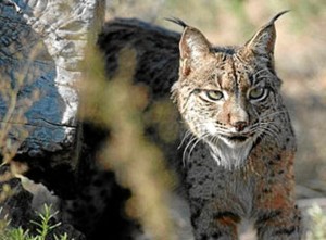 El programa incluye medidas para evitar atropellos de linces.