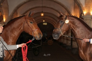Campeón y campeona de la raza 0. 