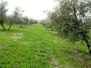 Olivar ecológico. / Foto: olivarecologico.es