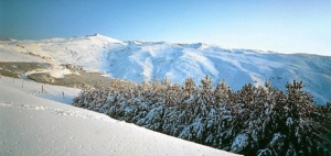 Flora en Sierra Nevada.