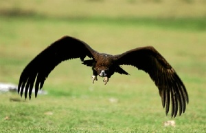 Buitre negro. / Foto: www.castillalamancha.es