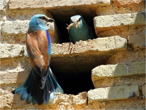 Concurso Fotográfico de Ornitología en Posadas. 