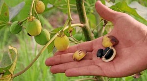Aceite de camelina. / Foto Energías Renovadas