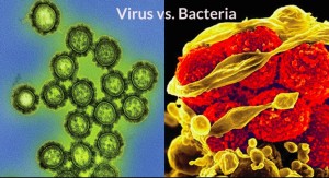 Virus vs. Bacteria