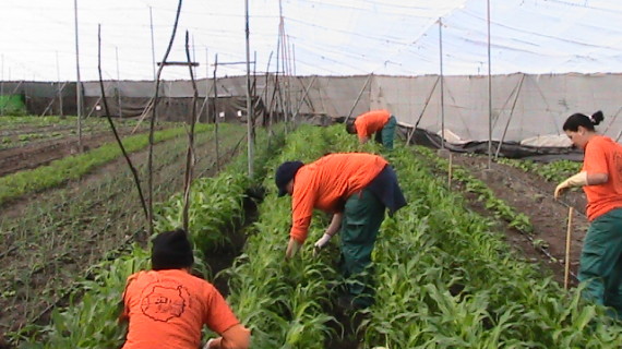 Ampliado el plazo de alegaciones al Censo de Dehesas de Andalucía