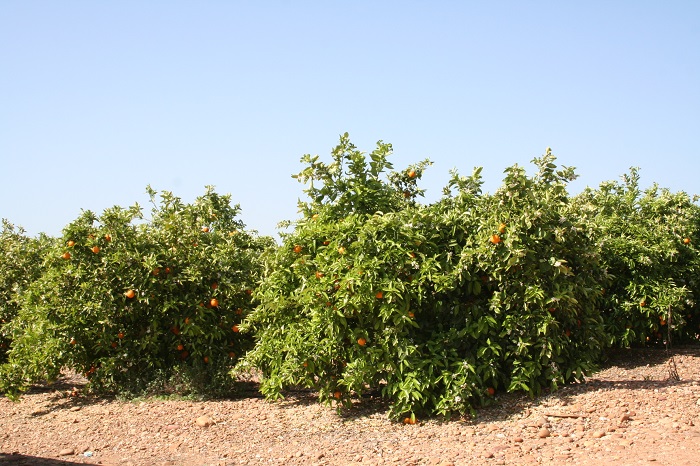 Campo de naranjas en Córdoba