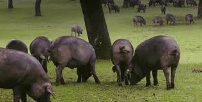 jamón de los pedroches, cerdo, ibérico, pedroches