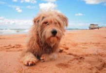 España multará con hasta 30.000 euros a los que peguen o abandonen a sus mascotas