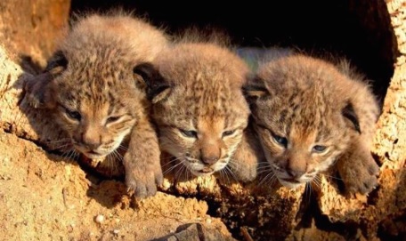 Nacen cuatro crías de lince Ibérico en los Montes de Toledo