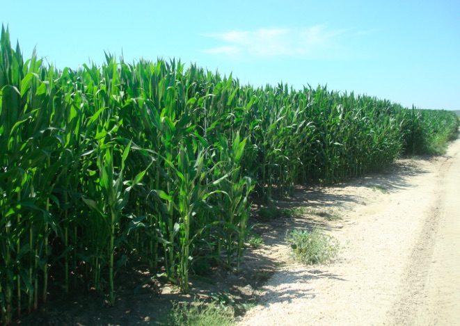 Asaja Córdoba suspende las reuniones previstas con los sindicatos