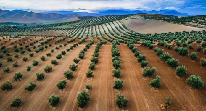 Asaja Córdoba exige medidas contundentes para paliar la inaceptable crisis de olivar