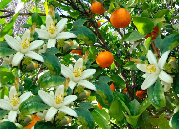 Más de 18.000 flores de azahar ya han sido enviadas a distintos rincones del mundo
