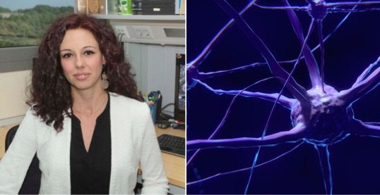 Constatan que el cerebro genera nuevas neuronas hasta los 90 años