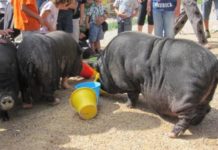 Prohíben en España tener cerdos vietnamitas, tortugas de Florida y reptiles como animales de compañía