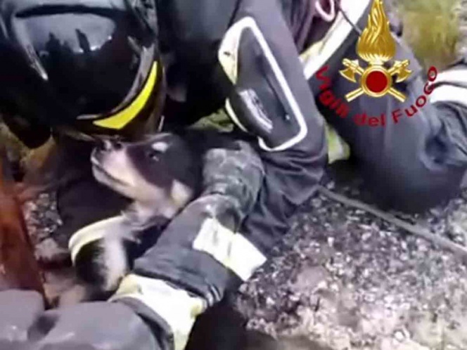 Un equipo de bomberos consigue rescatar a un perro atrapado en un pozo en Palermo