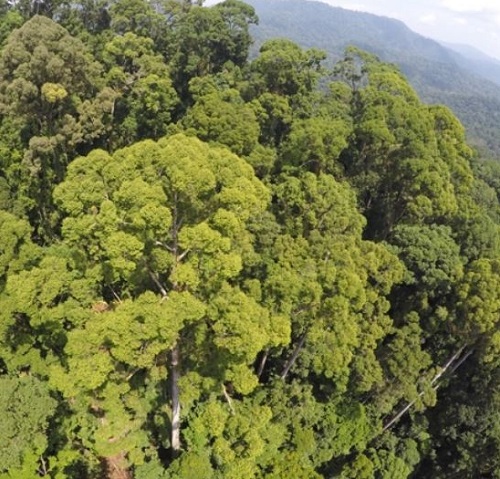 El árbol tropical más alto del mundo supera los 100 metros