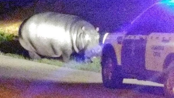 Graban a un hipopótamo andando solo en Roquetas de Mar