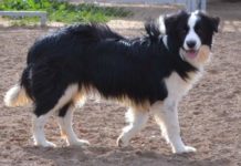 Un perro salva la vida de otro de morir atropellado