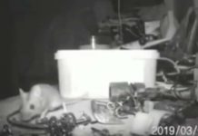Un hombre descubre que un pequeño ratón ordena su taller por las noches