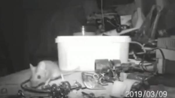 Un hombre descubre que un pequeño ratón ordena su taller por las noches